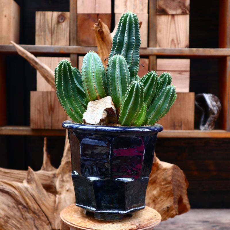 ユーフォルビア バリダ×ホリダ / Euphorbia valida × horrida