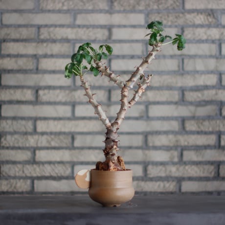 Jatropha fissispina × N/OH (3.5号)  no.928/9