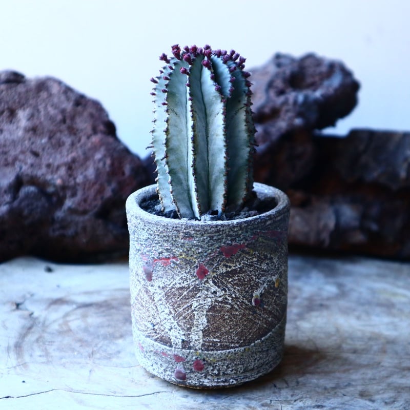 ユーフォルビア ポリゴナ Euphorbia polygona no.30109