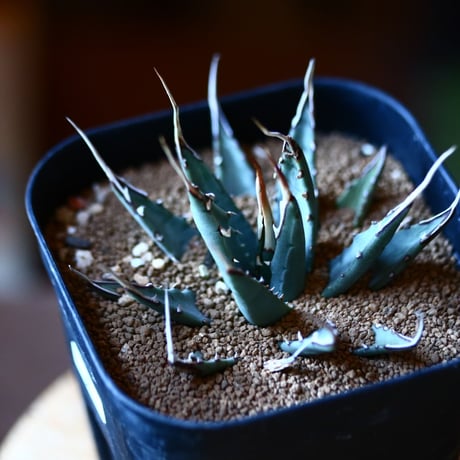 アガベ  ユタエンシス    エボリスピナ  Agave uthaensis var. eborispina  no111576③