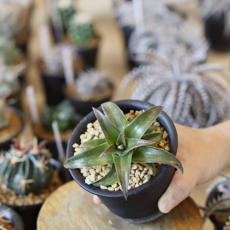 BOTANIZE × 然ZEN 鉢 植木鉢 ボタナイズ　ディッキア dyckia BOTANIZE / ボタナイズ の正規取扱店 1989 Online Store