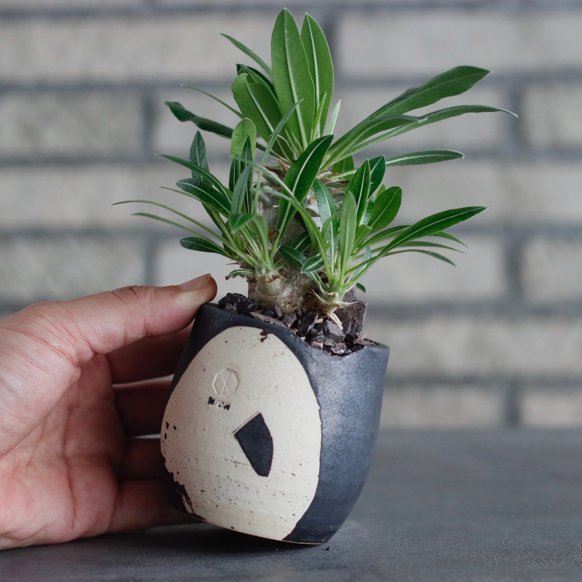 Pachypodium 恵比寿大黒 × N/OH (2.5号) no.817-38 | 芽の巣山