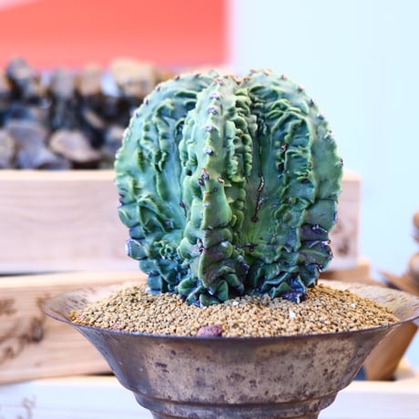 Astrophytum 複隆ランポー玉 × M&M   no.107130