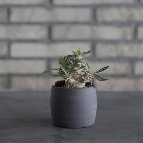 Pachypodium Densicaule (恵比寿大黒) × N/OH (2.5号)  no.314/16