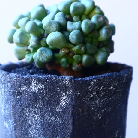 アロイノプシス  スクーネーシー   Aloinopsis schooneesii   no.20217