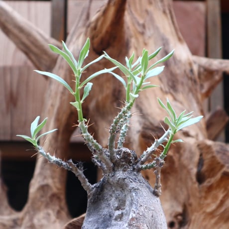 パキポディウム ビスピノーサム / Pachypodium bispinosum / 発根済み    no.31252