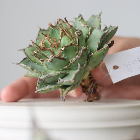 Agave titanota filigree Devil/ Style of Chika　no.42108