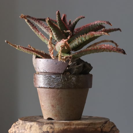 Aloe ‘Chiristmas Carol’ × YAMABACHI var.六本芽　 no.914-28