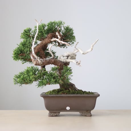 真柏 / YOSHIZAWA3-SHOHINBONSAI   no.1013/23