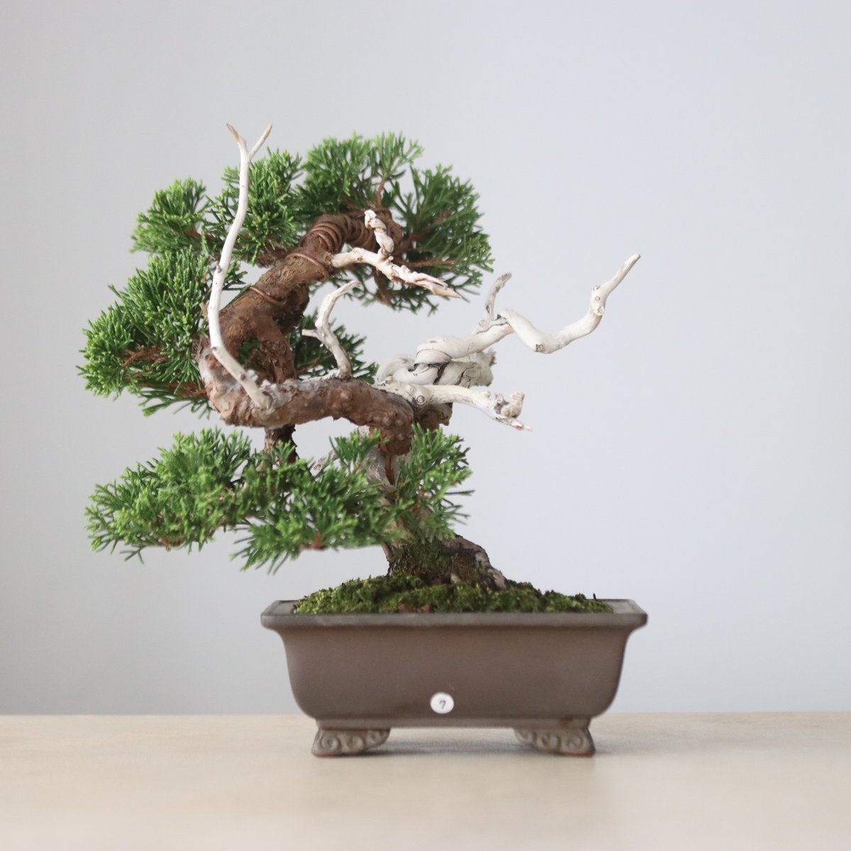 真柏 / YOSHIZAWA3-SHOHINBONSAI no.1013/23 | 芽の巣山