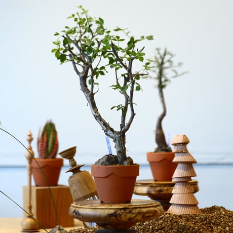 YAMABACHI × Bursera fagaroides   no.91046