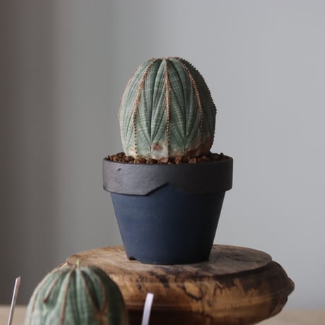 Euphorbia obesa × YAMABACHI var. Atsushi Funakushi  no.905-24