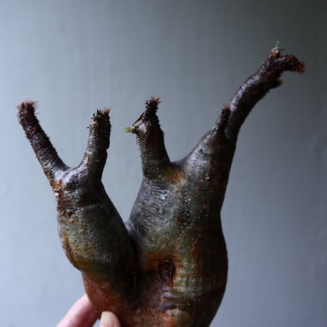 パキポディウム グラキリス 2頭 Pachypodium rosulatum var. gracilius no.70711
