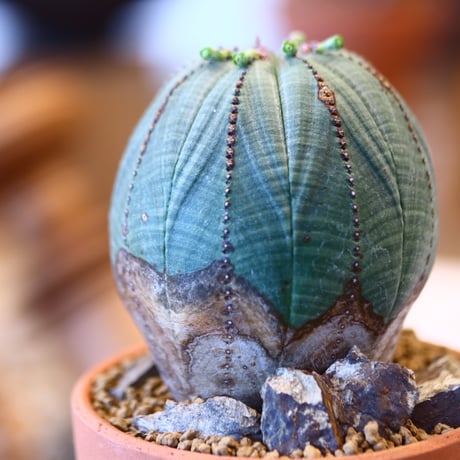 Euphorbia  symmetrica × YAMABACHI   no.123152