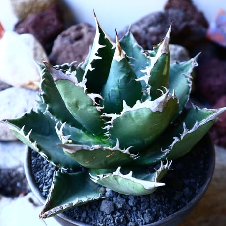 アガベ チタノタ    Agave titanota     no.33212