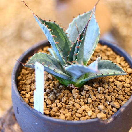N/OH × Agave parrasana〝Fire ball”   no.41484
