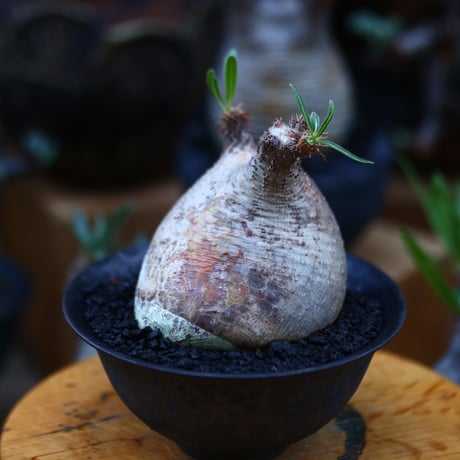 パキポディウム  グラキリス／Pachypodium  gracilius       no.92651