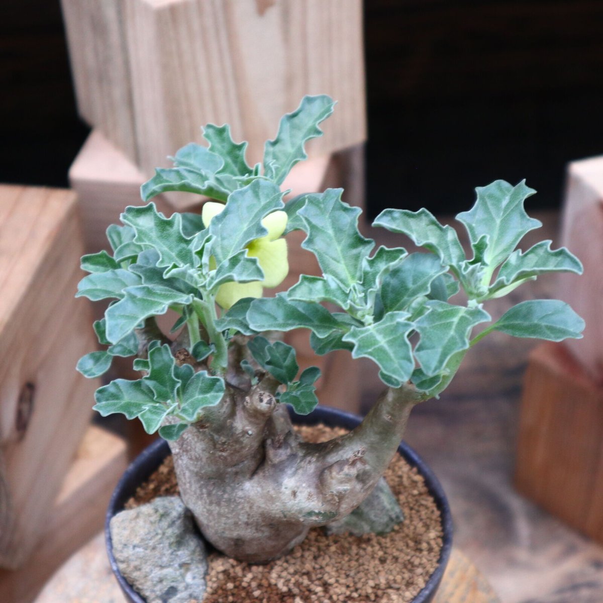 プテロディスクス マカチニエンシス　塊根植物　発根済み　輸入実生株 プテロディスクス マカチニエンシス / Pterodiscus