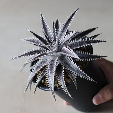 Dyckia 'Bakers Domain' x 'Super Arizona' Shidoku_Plants Hybrid / (3.5号鉢)  no.913/61