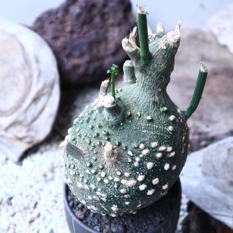アデニア  グロボーサ      Adenia globosa       no.90815