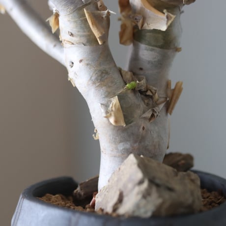 Commiphora wightii × N/OH   no.51241