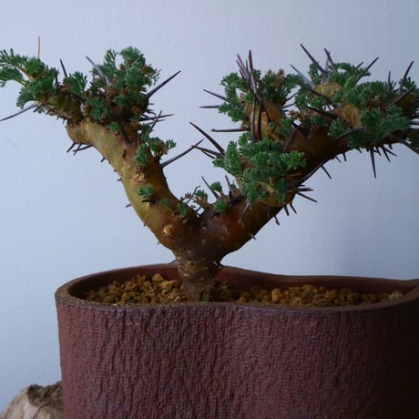 サルコカウロン  ヘレー    Sarcocaulon herrei   No.024