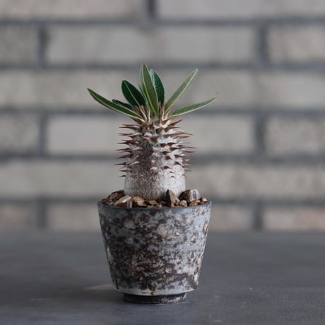 Pachypodium densiforum  × takero pot (2号)  no.817-60