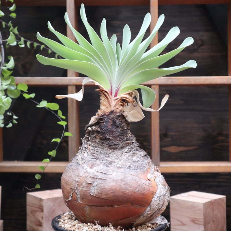 ブーフォン ハエマントイデス／Boophone haemanthoides no.1