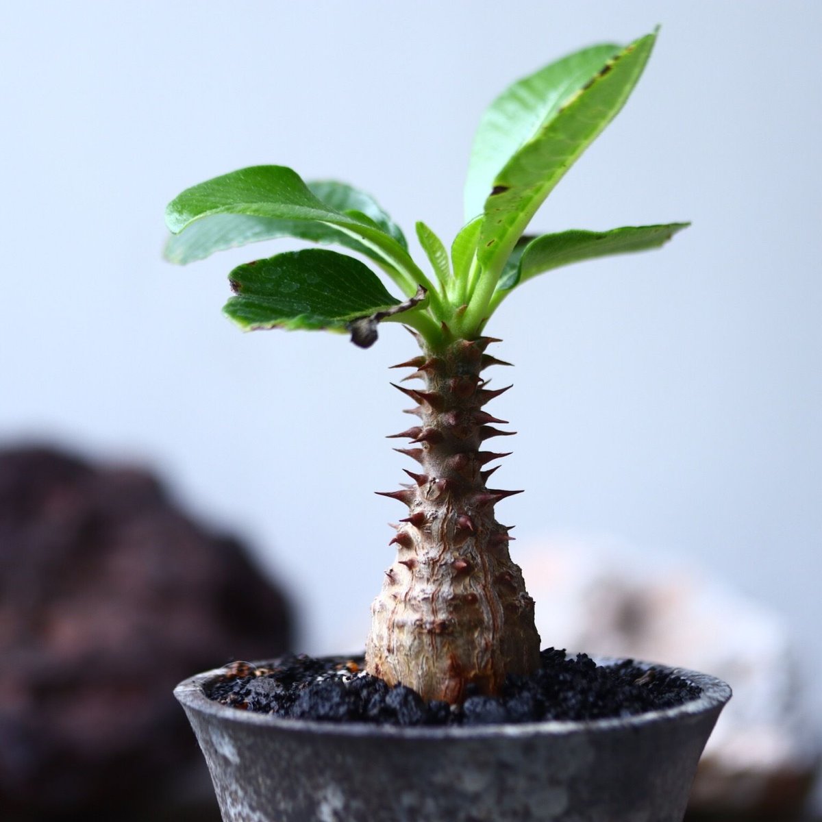 パキポディウム ウィンゾリー Pachypodium baronii var. wind...