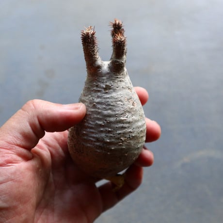 パキポディウム グラキリス 抜苗  Pachypodium rosulatum var. gracilius no.92909