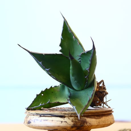 Agave ferox ×Sharkskin / Style of Chika   no.1015/92