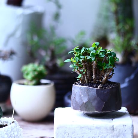 ユーフォルビア   花キリン  八房性   Euphorbia milii  no.71945