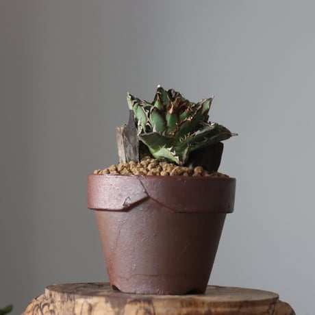 Agave titanota filigree Devil / STYLE OF CHIKA × YAMABACHI var. 六本芽 no.61621