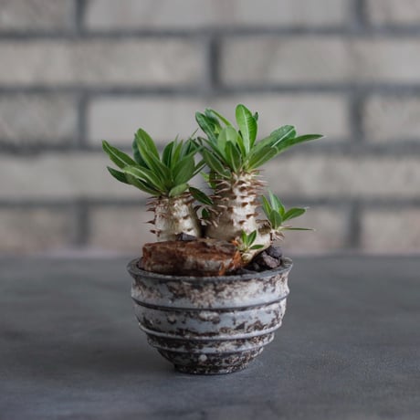 Pachypodiu makayense × takero pot (2.5号)  no.817-18