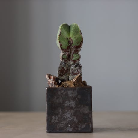 Astrophytum myriostigma ×  Shu Hirai / PLANETX (3号)　 no.511/4