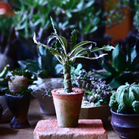 ドルステニア クリスパ    Dorstenia crispa  no.81605