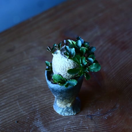 ユーフォルビア  スバポダ  Euphorbia subapoda    no.81623