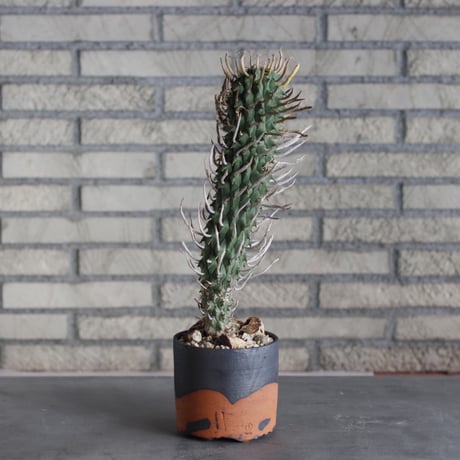 Euphorbia schoenlandii (闘牛角) × N/OH (4号)  no.510/5