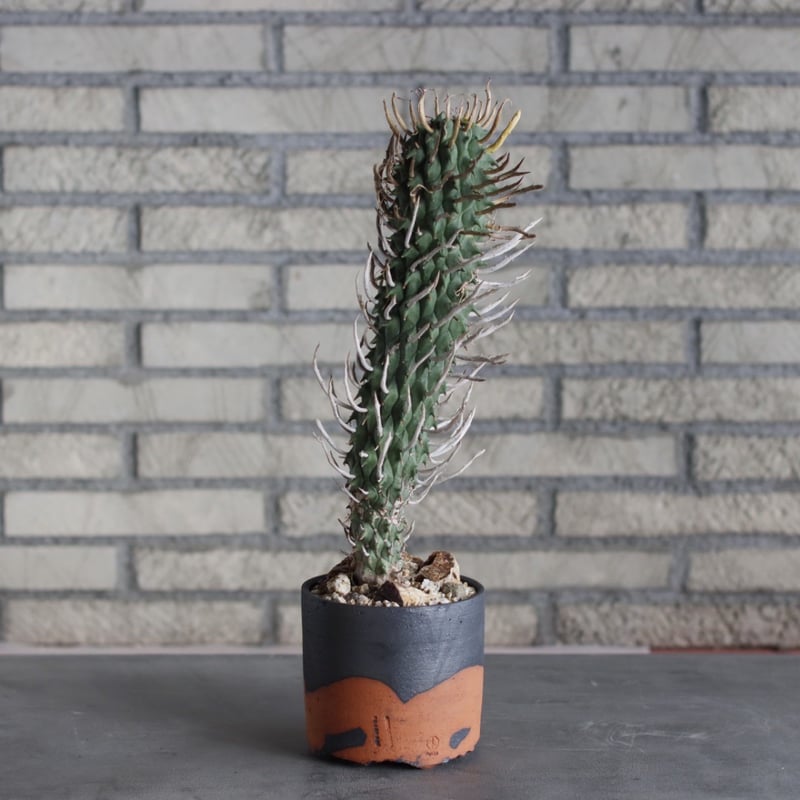 ユーフォルビア闘牛角　VALIEM鉢 Euphorbia Schoenlandii【ユーフォルビア・闘牛角】 | RIMO'S GREEN