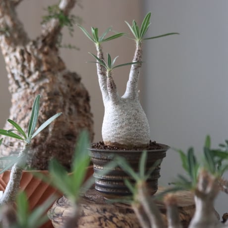 Pachypodium gracilius × たけろうポット    no.51221