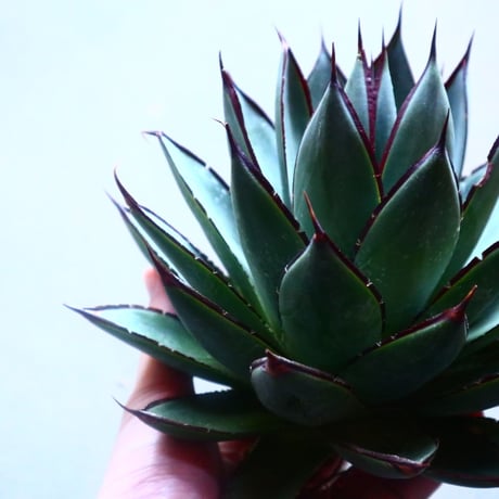 アガベ　ブルーグロー Agave 'Blue Glow'   no.20908