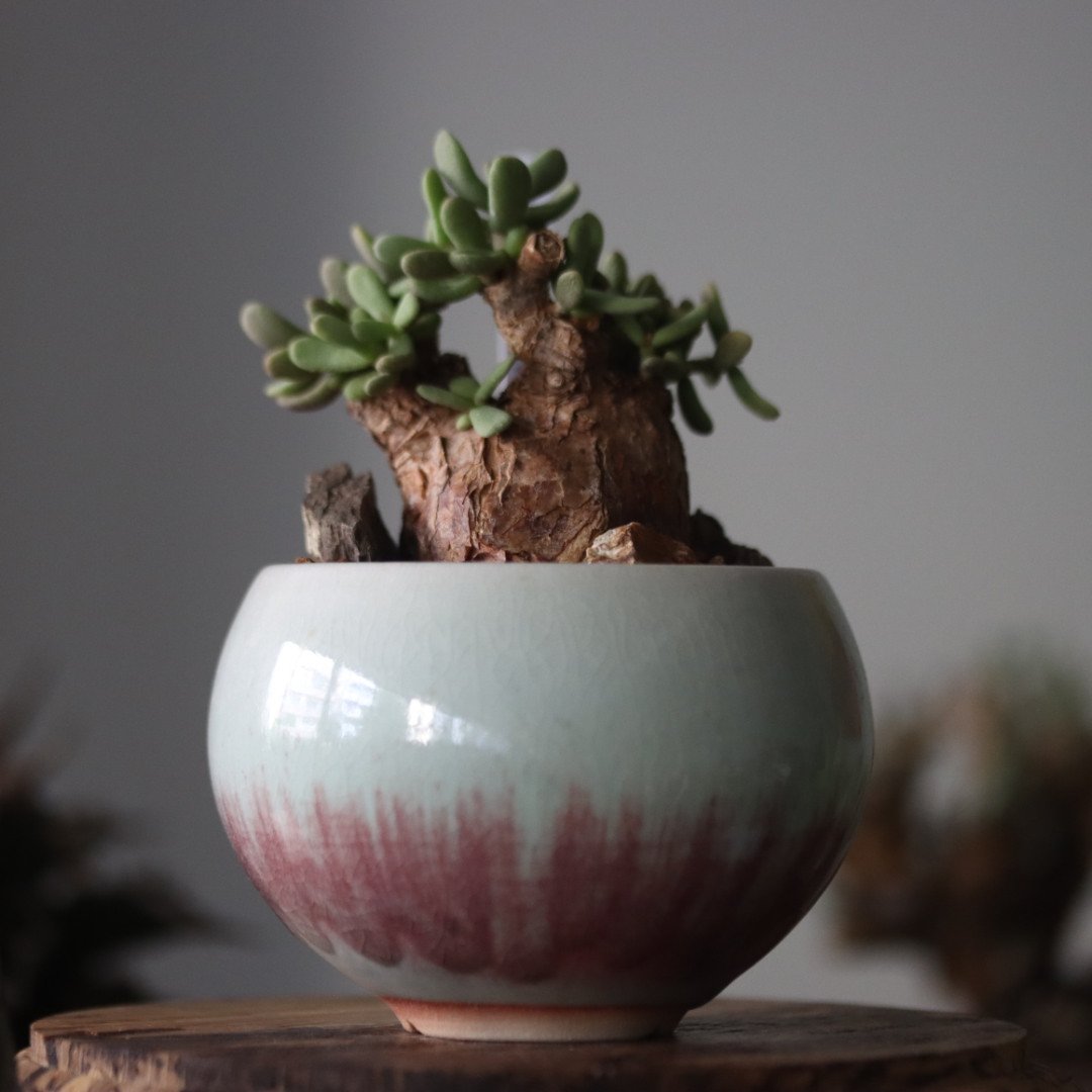 ピグマエア＆中川智治鉢 中川智治7 | t.roots