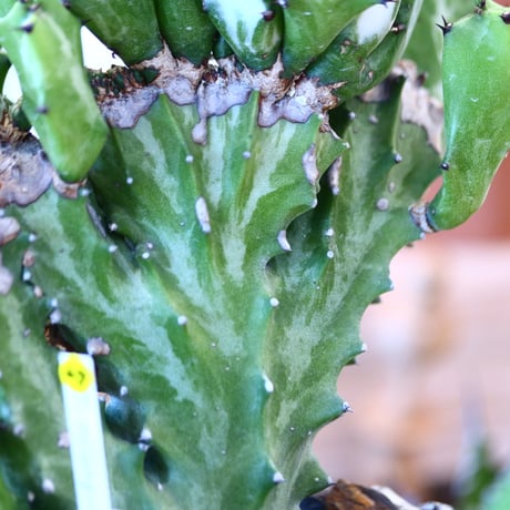 Euphorbia triangularis × N/OH    no.111927
