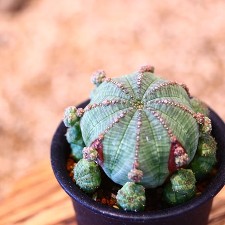 ユーフォルビア  仔吹きシンメトリカ / Euphorbia  symmetrica   no.51463