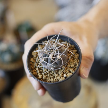 Gymnocalycium mazanense / 魔天竜 (2.5号)  no.1226/34
