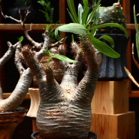 パキポディウム  グラキリス／Pachypodium  gracilius    no.71025