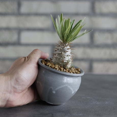 Pachypodium gracilius × N/OH (2.5号)  no.706-34