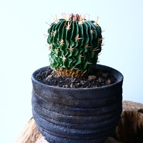 エキノフォスロカクタス  短刺縮玉  Echinofossulocactus zacatecasensis No.032