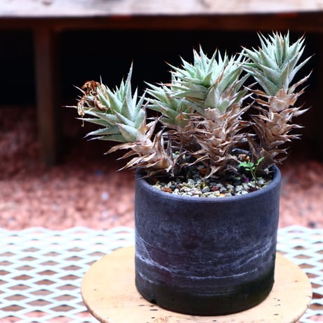 デウテロコニア sp. ／Deuterocohnia  sp.  no.50234