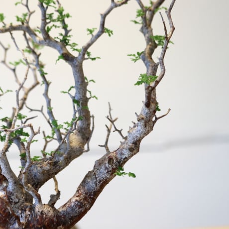 コミフォラ モンストローサ / Commiphora monstrosa   no.43002
